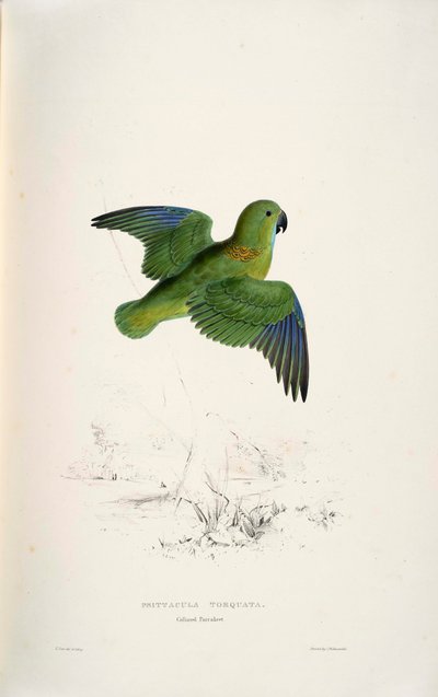 Psittacula Torquata by Edward Lear